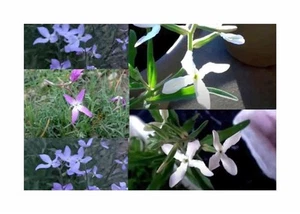360x Abendstiefmütterchen Scentsation Mix Matthiola bicornis Pflanzen Samen K67 - Picture 1 of 7