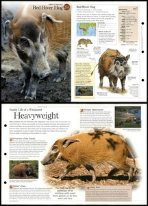 Red River Hog #264 Mammals - Discovering Wildlife Fact File Fold-Out Card