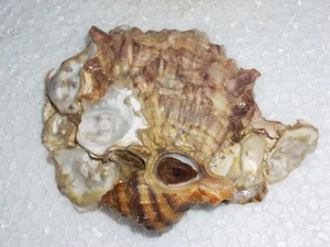 HEXAPLEX TRUNCULUS MIT OSTREA EDULIS AUFSATZ, WOOOOOOW - Bild 1 von 1