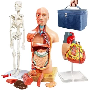 EVOTECH Human Body Skeleton and Heart Models-Best Anatomy Model Bundle Set of… - Picture 1 of 2