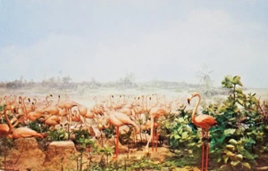 LITOGRAFÍA DE FLAMENCOS TROPICALES EN ESTADOS UNIDOS DE COLECCIÓN SIN USAR POSTAL REMBRANDT NOBLE INC. - Imagen 1 de 9