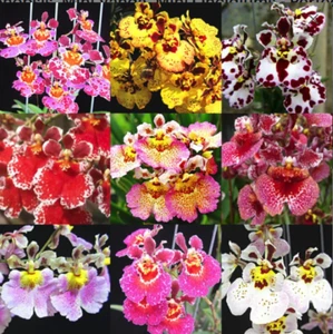 (B2) -  4 Live Orchids choose (Cattleya, Oncidium, Vanda, Dendrobium, Phalaenop - Picture 1 of 19