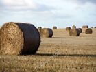 Photo 6x4 Round straw bales in stubble field Hawthorn/NZ4145 Round bales c2009