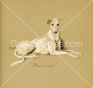 Greyhound - Flaxman - Picture 1 of 1