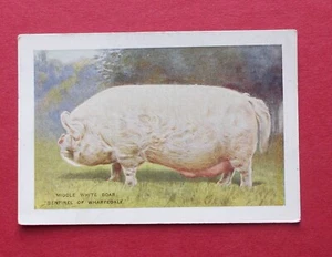 SPIELER ZIGARETTENKARTE BRITISH LIVE STOCK NO18 BLAUE RÜCKSEITE - Bild 1 von 2