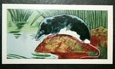 Water Shrew British Mammal Original 1950's Colour Card Ap7