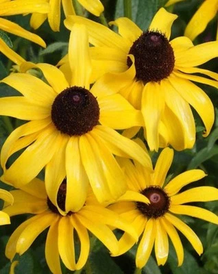 10,000 Black Eyed Susan GOLDILOCKS Rudbeckia DOUBLE BLOOMS Non-GMO 10,000 seeds - Image 1 of 2
