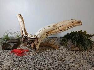 Driftwood aquarium fish & reptiles 15x18" natural formation decor - Picture 1 of 9