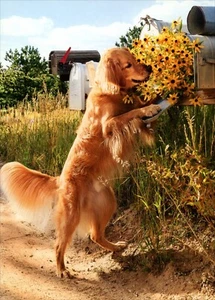 Cute THANK YOU Card, Golden Retriever Sunflower Mailbox by Avanti + Envelope - Picture 1 of 5