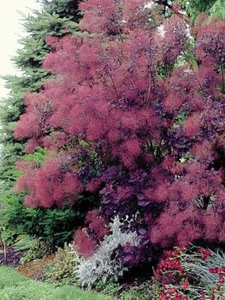 Royal Purple Smokebush Tree - Live Plant - ( 1 QT ) - Picture 1 of 6