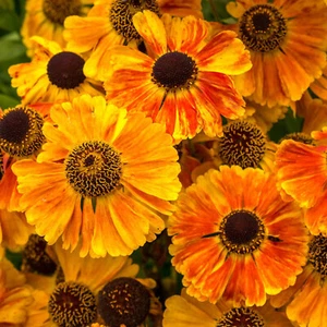 4 X PLUG PLANTS HELENIUM AUTUMNALE SAHINS CLUMPIMG PERENNIAL - Picture 1 of 1