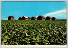 Tobacco Fields And Kilns, Southwestern Ontario, Canada, 1976 Chrome Postcard