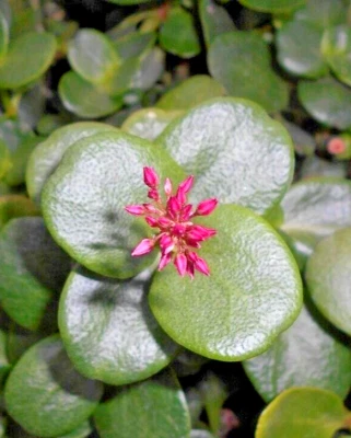 Succulent Crassula Multicava GREEN FAIRY JADE 2 Live 2" Unrooted Plant Cuttings - Image 1 of 2