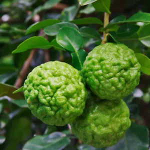 CITRUS LIMON 'Citrus hystrix' ZITRONE -10 FRISCHE SAMEN KOSTENLOSER VERSAND - Bild 1 von 3