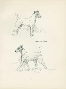 SMOOTH FOX TERRIER PERROS IMAGEN DE COLECCIÓN 1936 PERRO IMPRESIÓN ARTÍSTICA por ARTISTA KF BARKER - Imagen 1 de 1