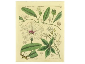 HIBISCUS IPOMAEA 1 orig. vecchio colore. Incisione su rame Jena 1840 circa - Foto 1 di 2