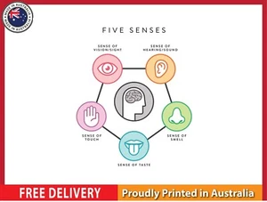 NEW (LAMINATED) THE FIVE SENSES (61X91CM) LEARNING CHART PICTURE PRINT - Bild 1 von 2
