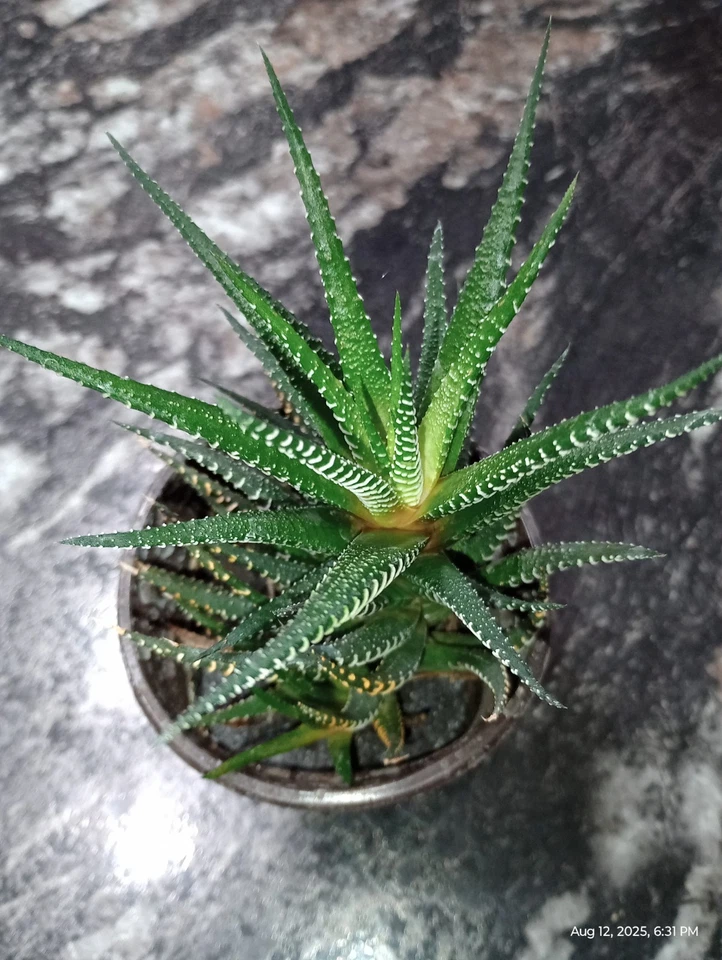 Haworthia Fasciata - suculenta Foto 1 de 1