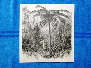 Gravure Année 1864 - Fougère arborescente - Albero di felce - Bild 1 von 1