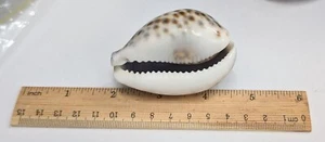 TIGER COWRIE SHELL Cypraea tigris (#Z227) - Picture 1 of 2