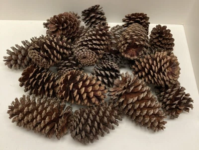 LOTE de 22 GRANDES Conos de Pino tamaños variables de ~4" a 6” Decoración de Navidad o Artesanía Foto 1 de 4