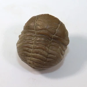 Trilobit, Pliomera fischeri, Ordovizium, St. Petersburg, Russland -f577 - Picture 1 of 7