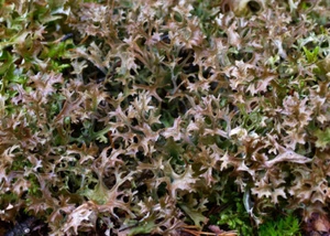 Icelandic Reindeer Moss natural Lichen Tea 1 oz respiratory with toxicosi women - Picture 1 of 4