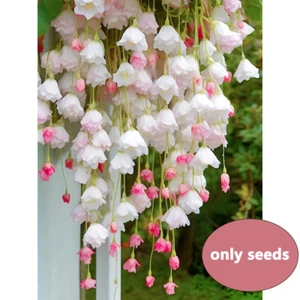 Begonia Seeds, 100 Seeds, Non GMO Flowering Plants (Mix Color) - Picture 1 of 5