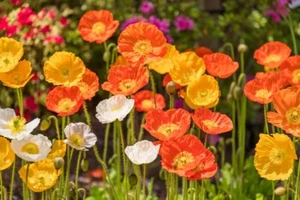 10000 Samen Islandmohn Mix Papaver Nudicaule Garten Wiesen Blumen Mehrjährig - Bild 1 von 1