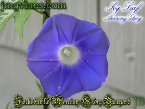 Foglia di edera Ipomoea Hederacea Morning Glory 8 quantità - Foto 1 di 6
