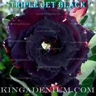 Adenium Obesum Desert Rose " Triple Jet Black " 100 Seeds Fresh New Hybrid Rosy