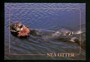 Animal postcard otter Pacific Coast chrome