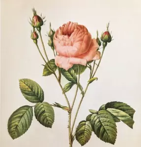 P J Redoute Roses Floral Botanical Art Cabbage Rose Bookplate Art Print 55 - Picture 1 of 7