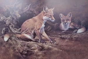 ALAN HUNT, Vixen and Friend, Red Fox S/N Print - Picture 1 of 5