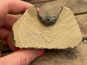 Leonaspis Trilobite, Atchana, Morocco - Picture 1 of 9