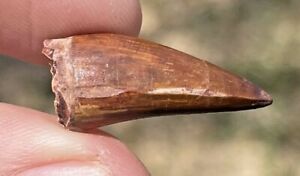 New Mexico Fossil Phytosaur Tooth Triassic Age Dinosaur Tooth Rare