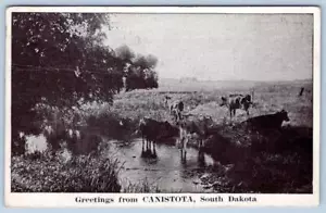 DE 1920 SALUDOS DESDE CANISTOTA SUR DAKOTA SD VACAS EN CAMPO POSTAL - Imagen 1 de 2