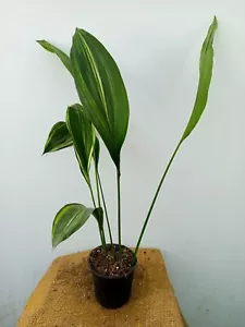 Aspidistra elatior Variegata 15.1.14 EXACT PLANT - Bild 1 von 5