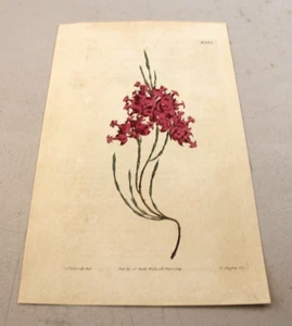 1814 Antique CURTIS Color Floral Print ~ LARGE-CUPPED HEATH or ERICA TOGATA - Picture 1 of 1