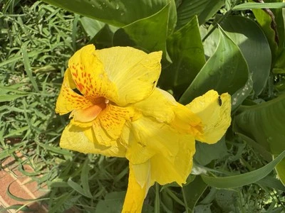 Lot of 5 Richard Wallace Canna Rooted Rhizomes Bulbs FRESHLY DUG Tall Yard Plant - Image 1 of 4