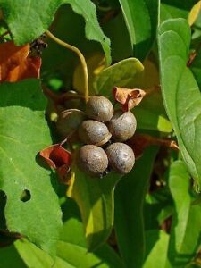 Chiński korzeń yam - Dioscorea batatas - Cinnamon vine - 5+ bulw T 005