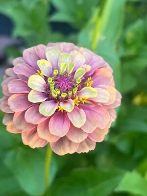 Zinnia Seeds Queen Red Lime 25 - Image 1 of 3