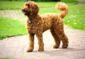 Labradoodle Photo Magnet 3"x5" - Picture 1 of 1