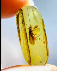 Cretaceous Fossil Burmese amber burmite Stone moth insect amber Fossil Myanmar - Picture 1 of 5