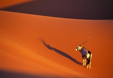 Art print POSTER Oryx Antelope on Sossusvlei Sand Dune