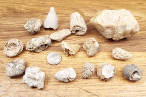 16-Fossil Sea Shells- AQUATIC Assorted SIZES Lot FROM WEST VIRGINIA - Picture 1 of 4