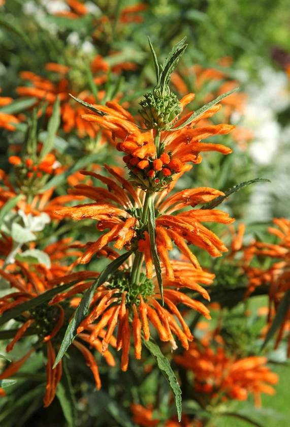SAMEN eine wunderschöne, seltene Blume: das afrikanische Löwenohr ! - Bild 1 von 1