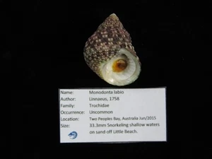 Muschel Monodonta labio 33,3mm ID#9527 - Bild 1 von 3