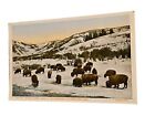 Postcard Winter Buffalo Herd  Yellowstone Wyoming, Haynes Official Photographer