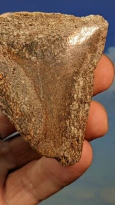 Jurassic Pliosaurus Bone. Abingdon UK. Polished. 60 x 50mm. As Shown. - Picture 1 of 13